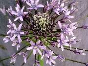 Scilla peruviana Pink